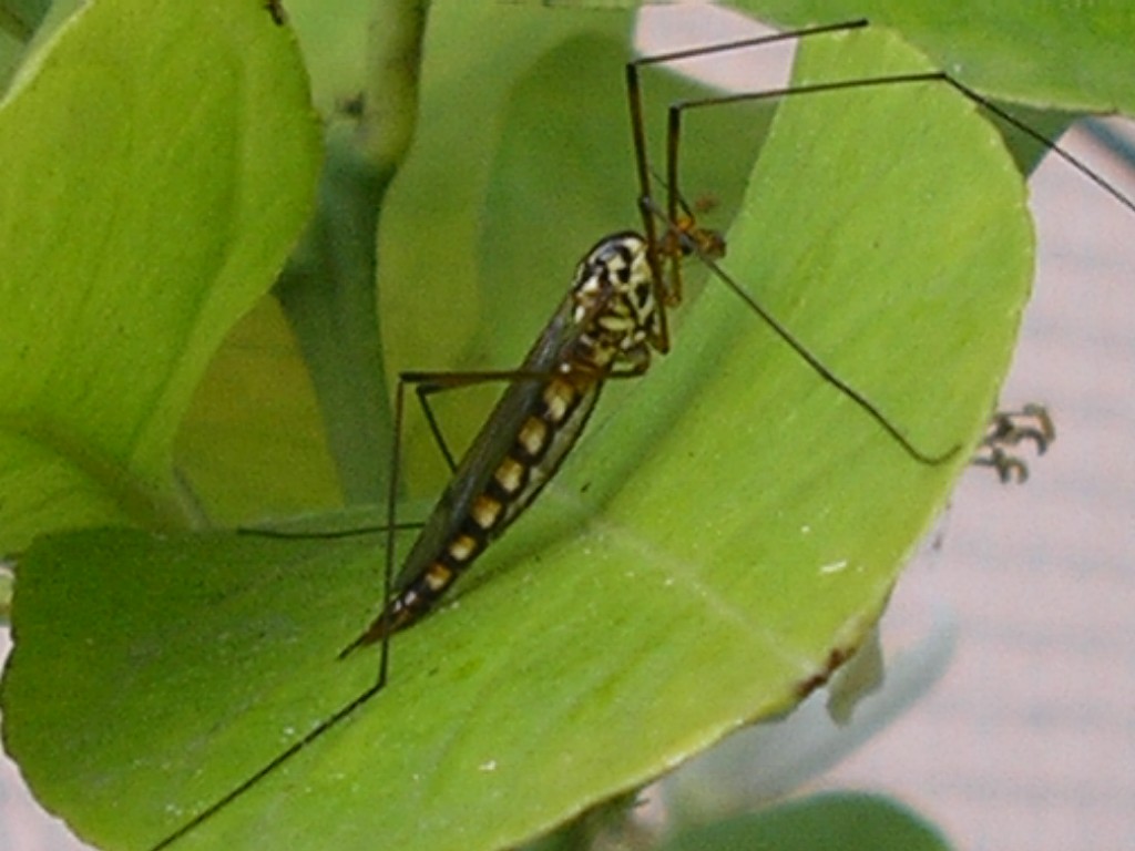 Nephrotoma terminalis